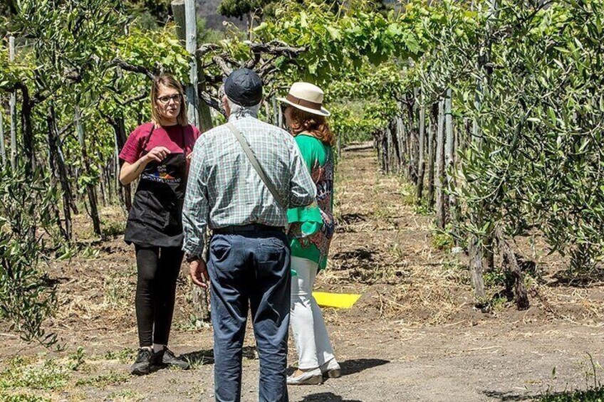 Divino Vesuvio - Wine Tasting on the slopes of Mount Vesuvius from Naples