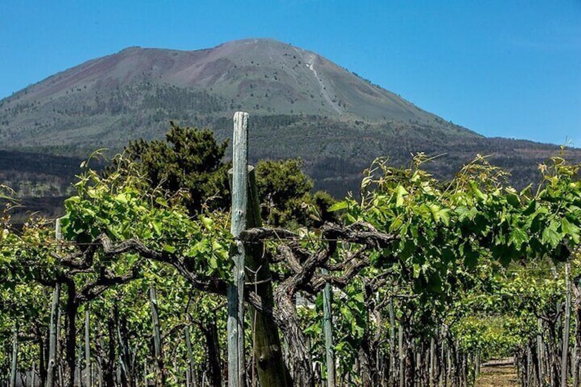 Divino Vesuvio - Wine Tasting on the slopes of Mount Vesuvius from Naples