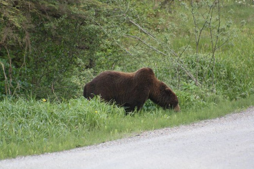 Show item 1 of 2. Bear and Wildlife Excursion