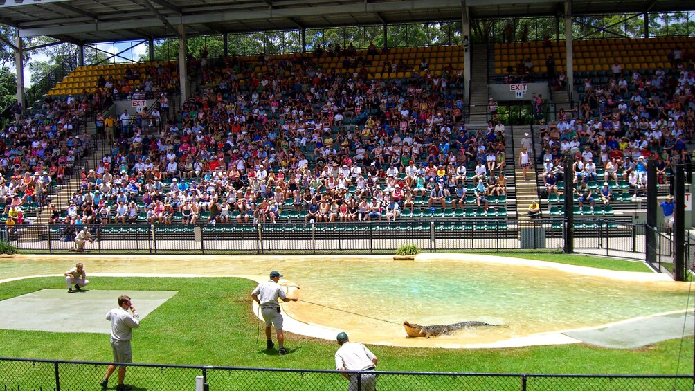 Australia Zoo Day Trip from Brisbane by Gray Line