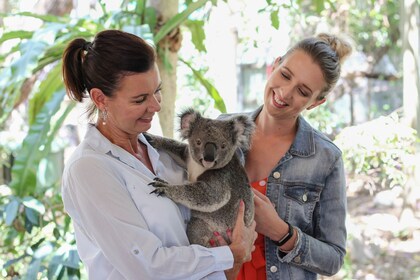 Pases de un día para el santuario de koalas de Lone Pine