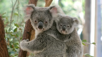 Lone Pine Koala Sanctuary Day Admission