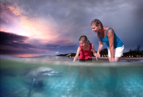 Tangalooma Island Resort Premium Day Trip with Dolphin Feeding