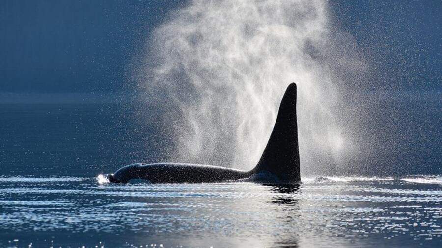 Juneau's Premier Whale Watching! - More time on the water!