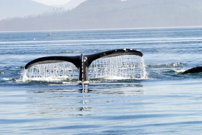 Juneau's Premier Whale Watching! - More time on the water!