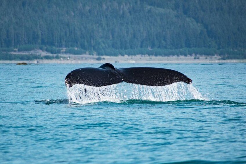 Juneau's Premier Whale Watching! - More time on the water!