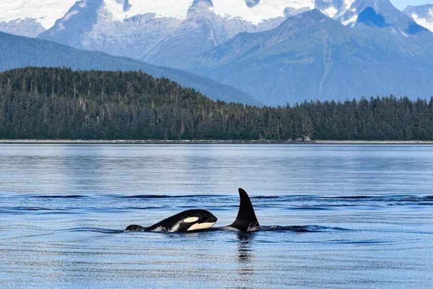 Juneau's Premier Whale Watching! - More time on the water!