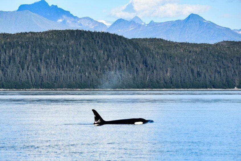 Juneau's Premier Whale Watching! - More time on the water!