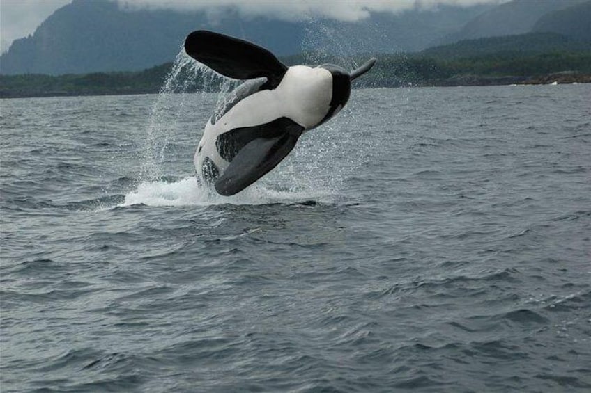 Juneau's Premier Whale Watching! - More time on the water!