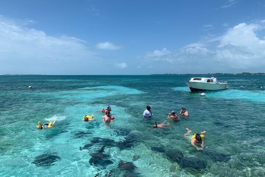 Coral Garden Shark and Sting Ray Alley Snorkeling