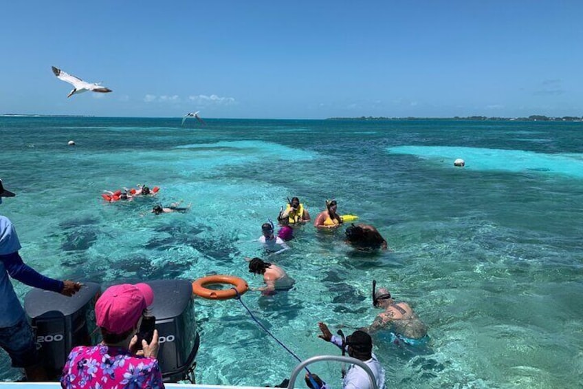 Coral Garden Shark and Sting Ray Alley Snorkeling