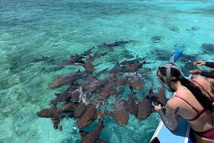 Coral Garden Shark and Sting Ray Alley Snorkeling