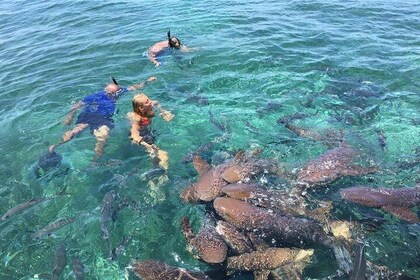 Hol Chan Marine Park and Shark Ray Alley Snorkelling