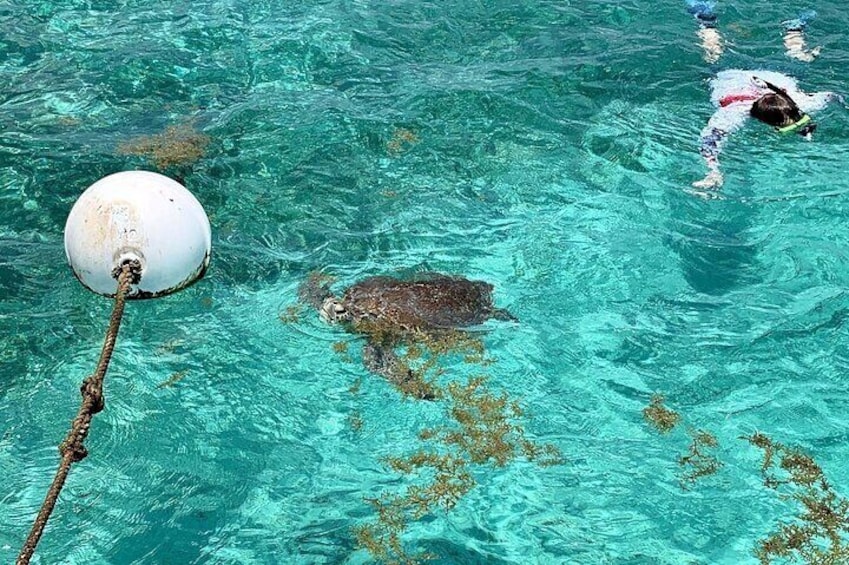 Turtle Garden Snorkeling Tour and Island Break 