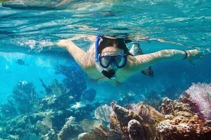 Escursione di snorkeling a Cozumel: le barriere coralline di Palancar, Colu...