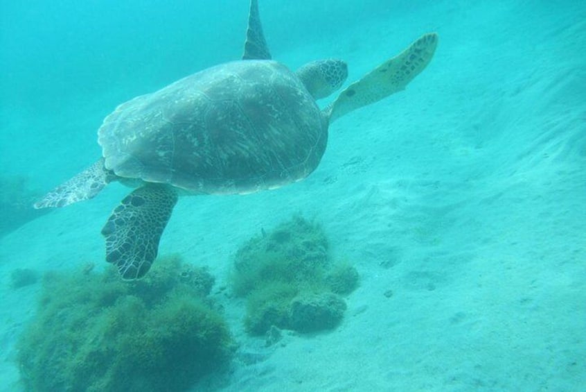 Turttles snorkelling