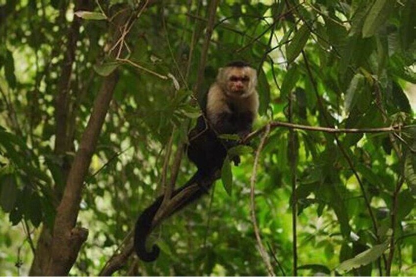 Roatan Monkey and Sloth Sanctuary Park Adventure