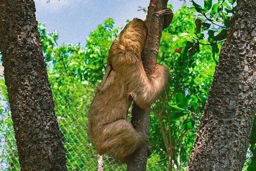 Roatan Monkey and Sloth Sanctuary Park Adventure