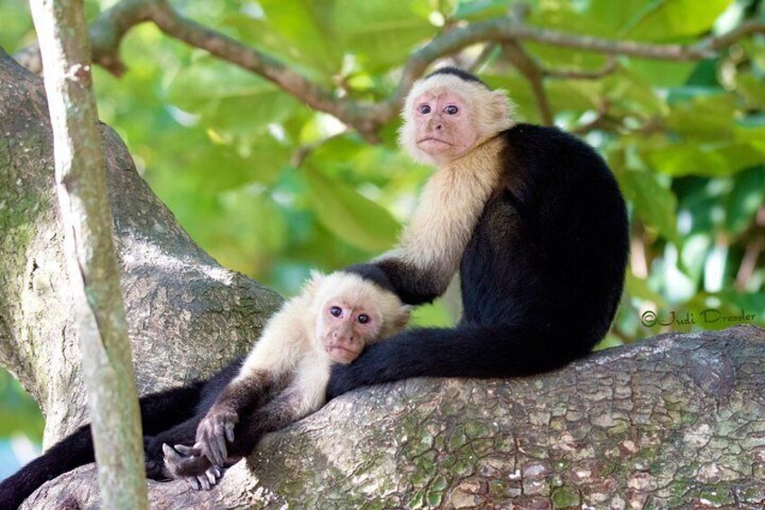 Roatan Super Man Zip Line with Wildlife Eco-Park and Snorkel