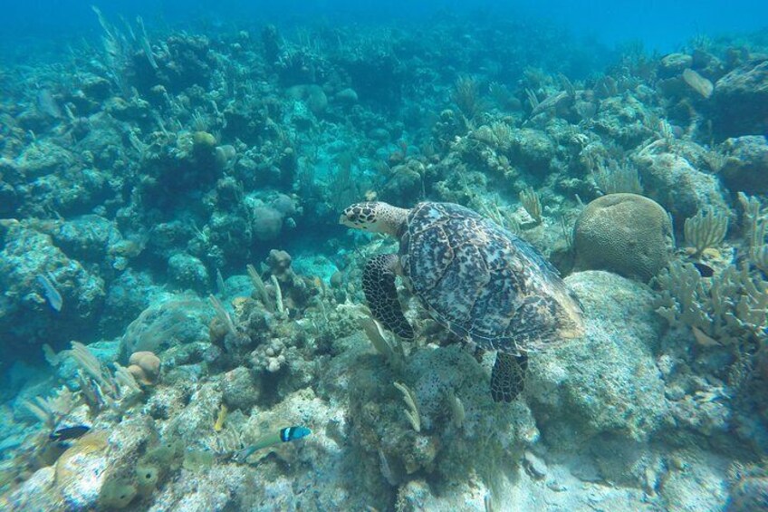 Roatan Private Half-Day Horseback Ride with Glass bottom boat 