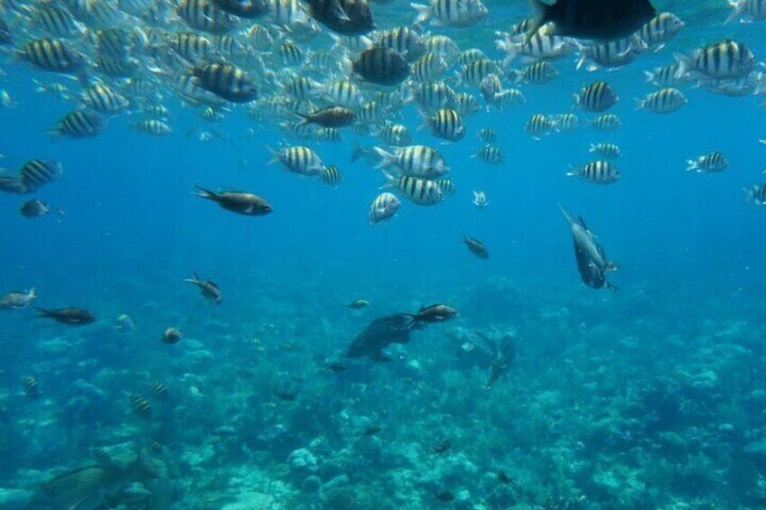 Roatan Private Half-Day Horseback Ride with Glass bottom boat 