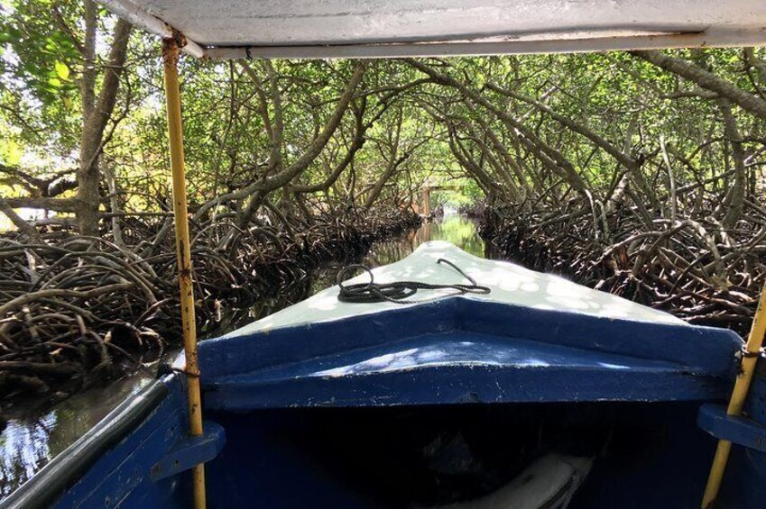 Roatan Shore Excursion: Punta Gorda Garifuna History and Mangrove Tunnel