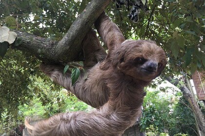 Shore Excursion: Roatan Zip Line Adventure with Monkeys & Sloths