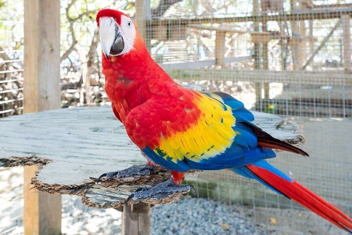 Shore Excursion: Daniel Johnson Monkey/Sloth Park and City Tour