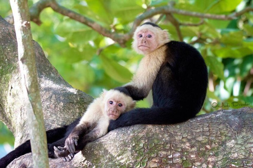 Shore Excursion: Roatan Monkey/Sloths, Iguana Park & Beach