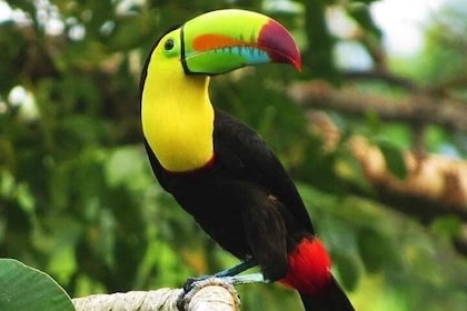 Shore Excursion: Roatan Wildlife Monkey/Sloths,Iguana & Butterfly Park & Be...