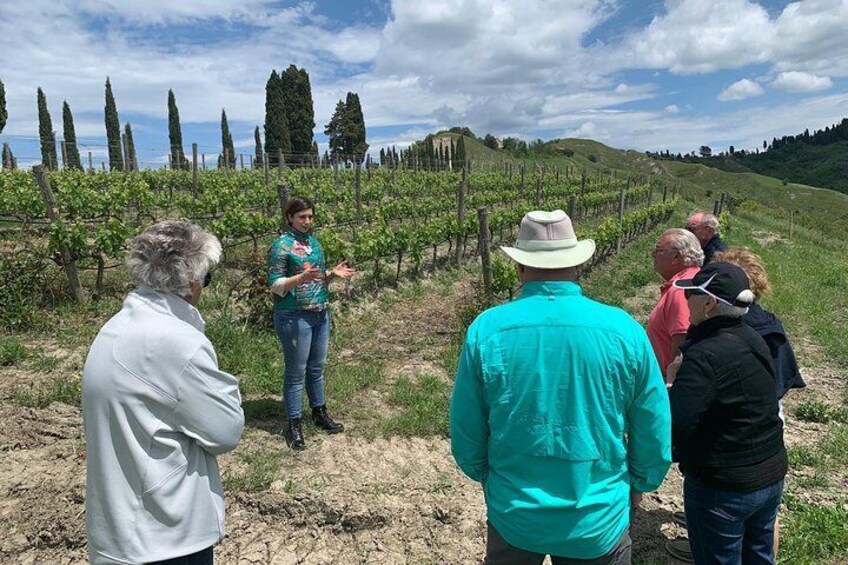 Bolgheri & Volterra Private Wine Tour from Livorno