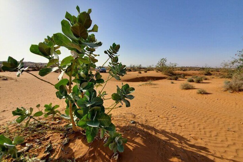 Sahara Desert Tour including Camel ride & Tajine