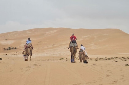 Sahara desert Dunes, Camel Ride & Sandboarding including Pickup