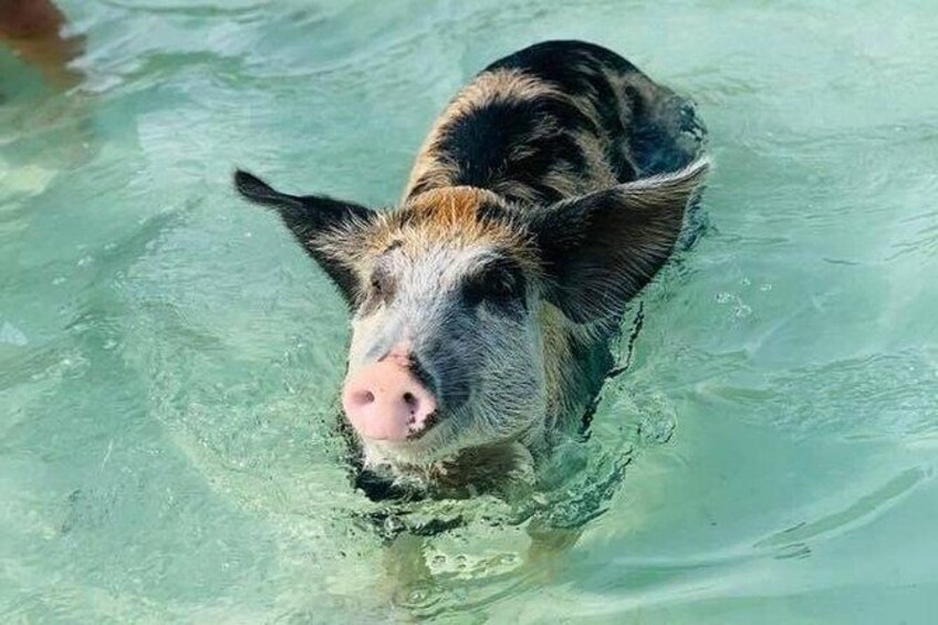 Eleuthera Swimming Pigs & Famous Pink Sands Beach All Inclusive Tour