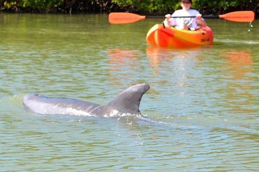 Show item 2 of 6. Guided Kayak Tour- Manatee and Dolphin sightings