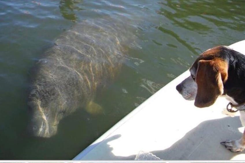 Show item 1 of 6. Guided Kayak Tour- Manatee and Dolphin sightings