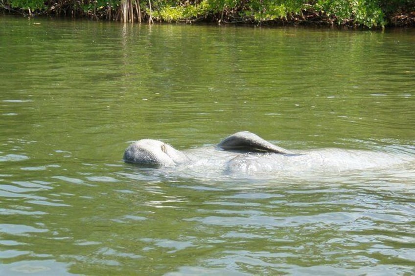 Show item 3 of 6. Guided Kayak Tour- Manatee and Dolphin sightings