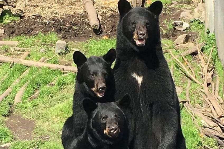 Simply Amazing Sitka Tour: Fortress of the Bear, Alaska Raptor, & Totems