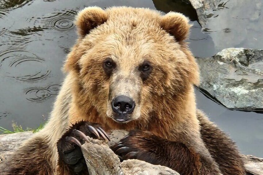 Simply Amazing Sitka Tour: Fortress of the Bear, Alaska Raptor, & Totems