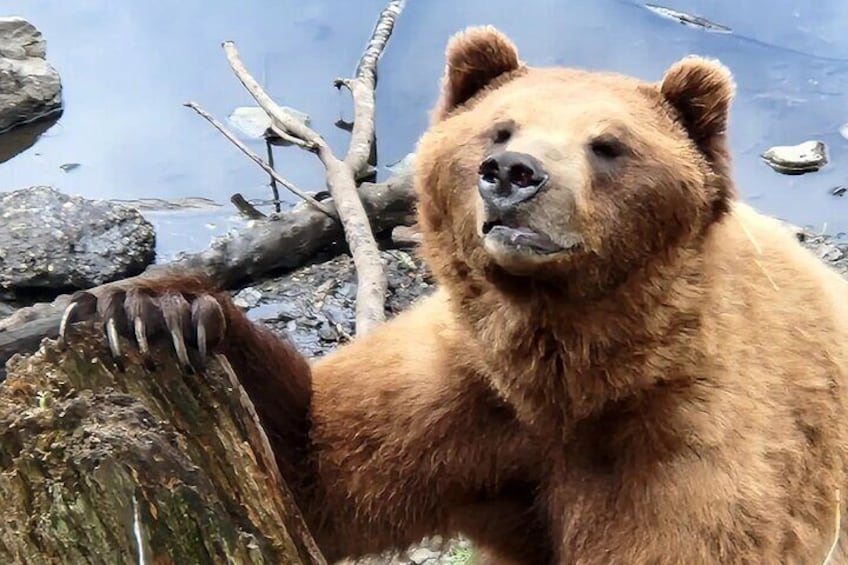Simply Amazing Sitka Tour: Fortress of the Bear, Alaska Raptor, & Totems