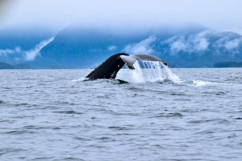 Amazing Whale Watching and Marine Wildlife Shore Excursion