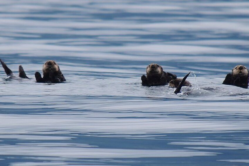 Sea Otters in Sitka Sound