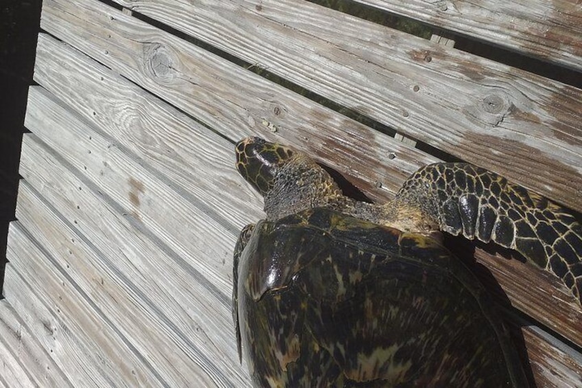 Freeport Shore Excursion: Kayak Turtle Park