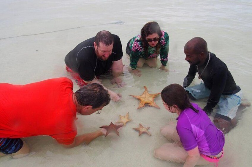 The Starfish Family 