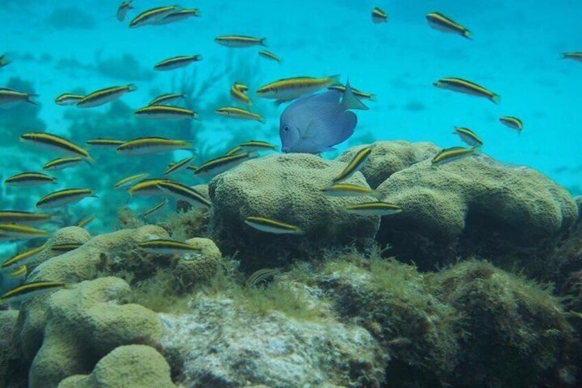 Beautiful adventure snorkeling 