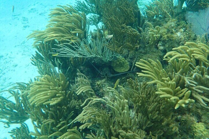 Starfish Point, Stingray City & Coral Garden (3-Stop Adventure)
