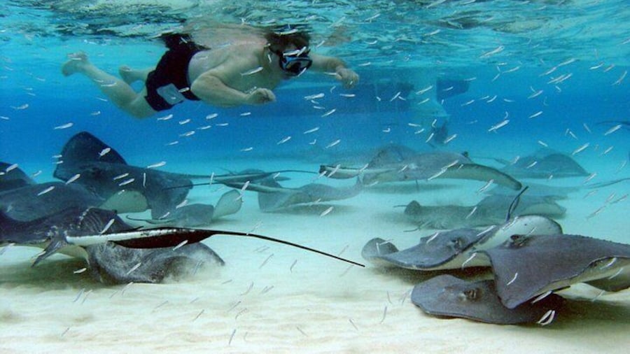 Beautiful Stingrays on sandbar.