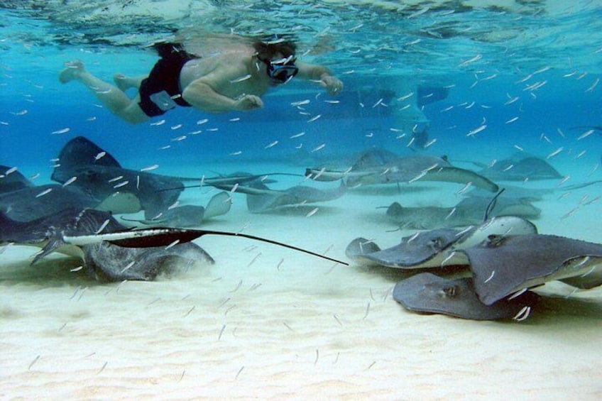 Beautiful Stingrays on sandbar. 