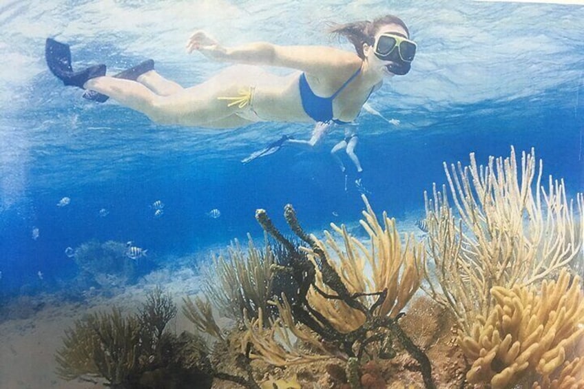 The little snorkeling with ⭐️ fish 