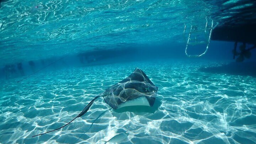 Starfish Point, Stingray City and Coral Garden Adventure
